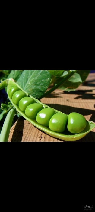 فروش نخود فرنگی پفکی درجه ۱