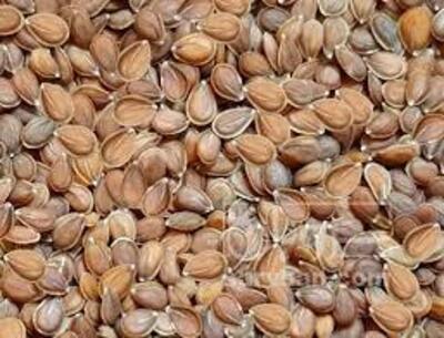 فروش قدومه (گیاه‌ دارویی)