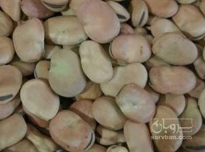 فروش باقلا تازه - باقالی - باقالا