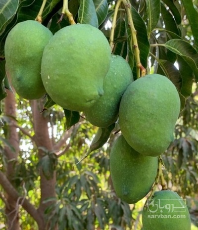 فروش انبه کال