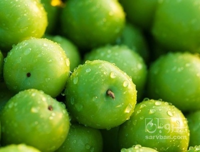 فروش گوجه سبز