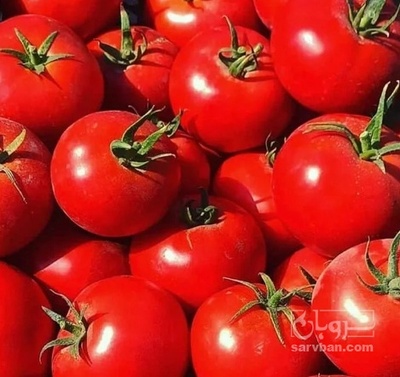 فروش گوجه فرنگی