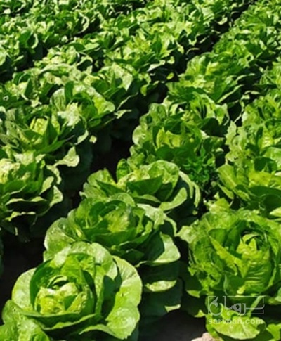 فروش کاهو ایرانی - رومانو