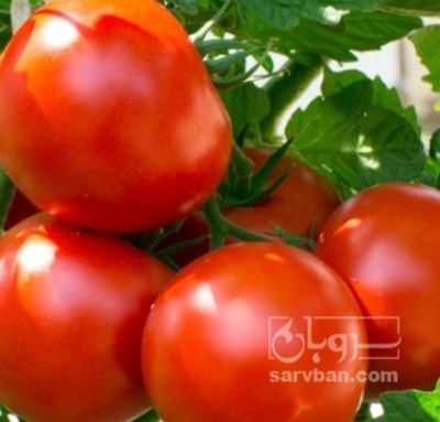 فروش گوجه فرنگی