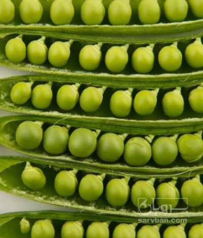 فروش نخود فرنگی