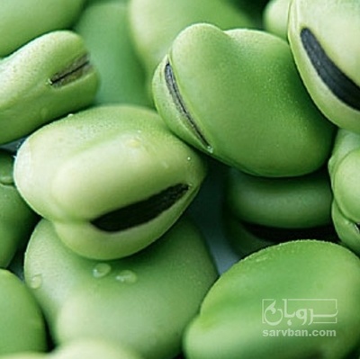 فروش باقلا تازه - باقالی - باقالا