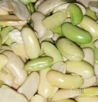 فروش باقلا تازه - باقالی - باقالا