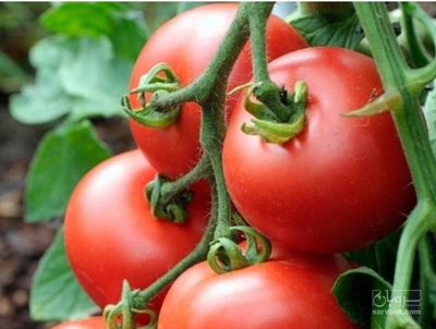 فروش گوجه فرنگی