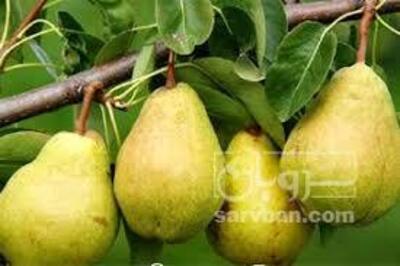 فروش گلابی