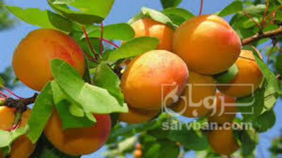 فروش هلو