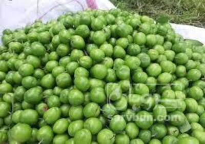فروش آلوچه