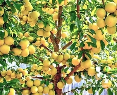 فروش آلو