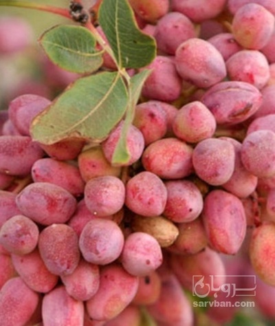 فروش پسته
