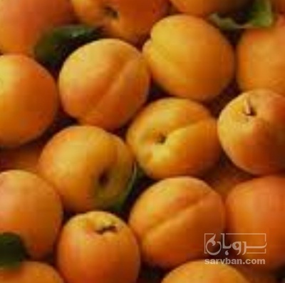 فروش زردآلو