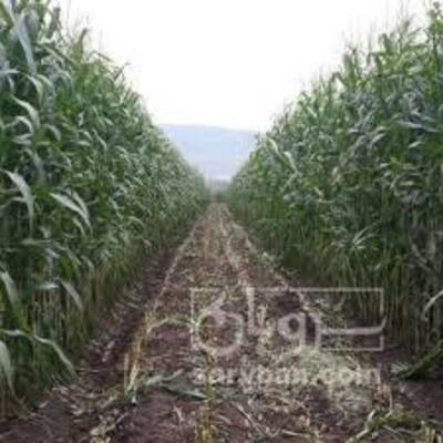 فروش ذرت علوفه ای