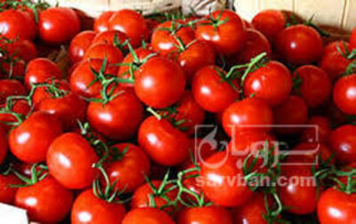 فروش گوجه فرنگی