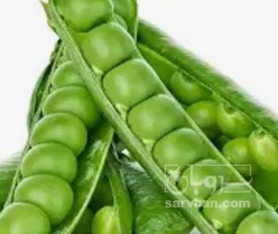 فروش نخود فرنگی