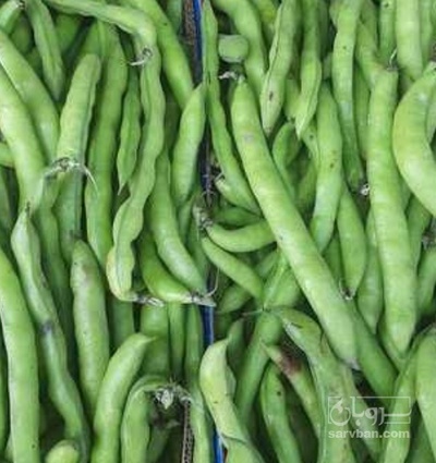 فروش باقلا تازه - باقالی - باقالا