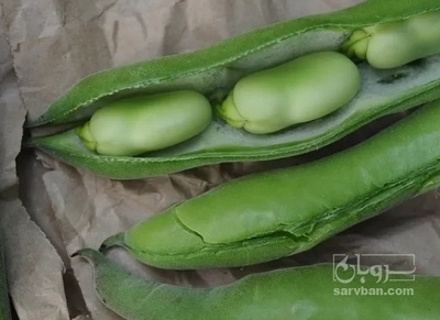 فروش باقلا تازه - باقالی - باقالا