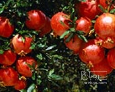 فروش انار