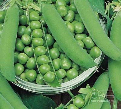 فروش نخود فرنگی