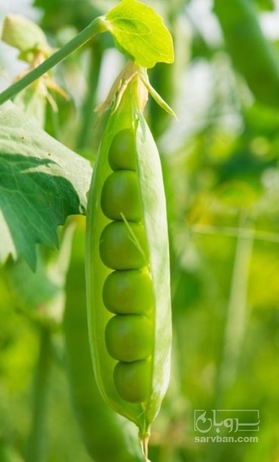 فروش نخود فرنگی