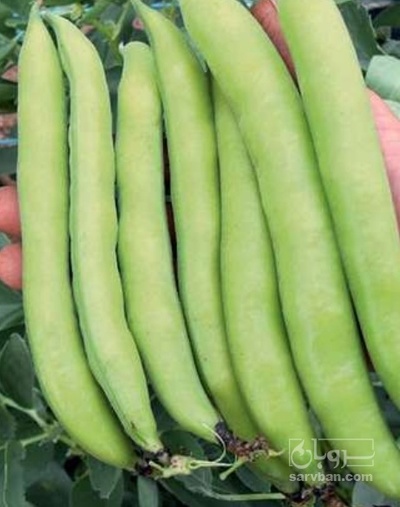 فروش باقلا تازه - باقالی - باقالا