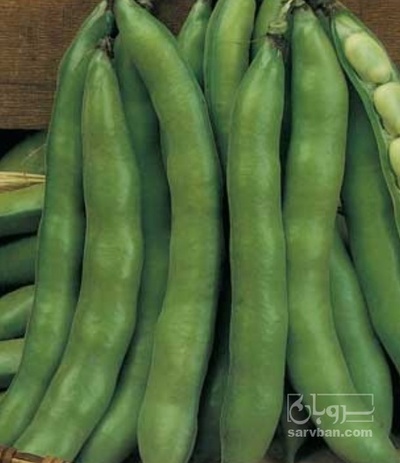 فروش باقلا تازه - باقالی - باقالا