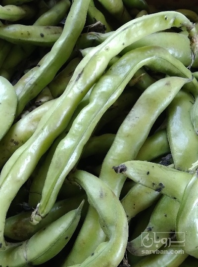 فروش باقلا تازه - باقالی - باقالا