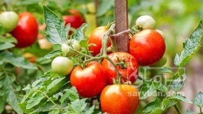 فروش گوجه فرنگی