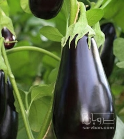 فروش بادمجان لامپی