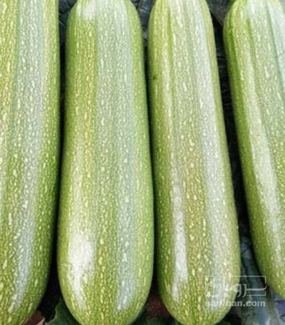 فروش کدو  سبز