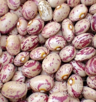 فروش لوبیا چیتی
