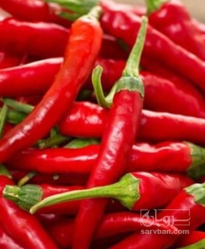 فروش فلفل قرمز تند