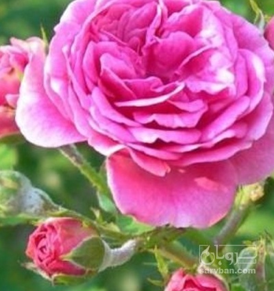 فروش گل محمدی (گیاه‌ دارویی)