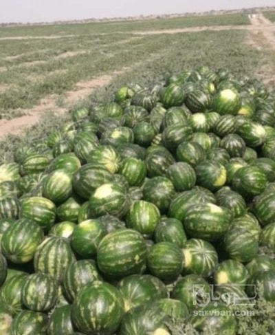 فروش هندوانه گرد