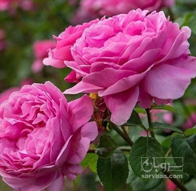 فروش گل محمدی (گیاه‌ دارویی)