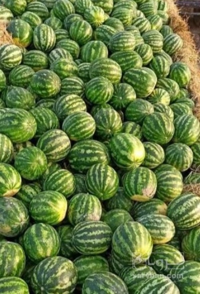 فروش هندوانه گرد