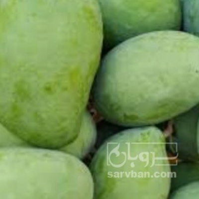 فروش انبه کال