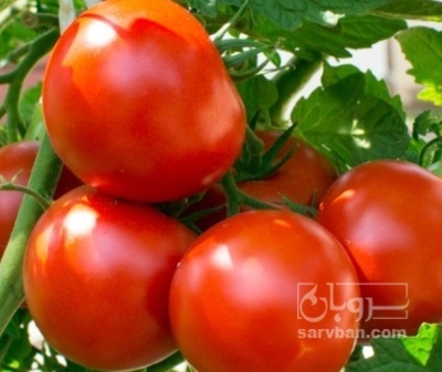 فروش گوجه فرنگی