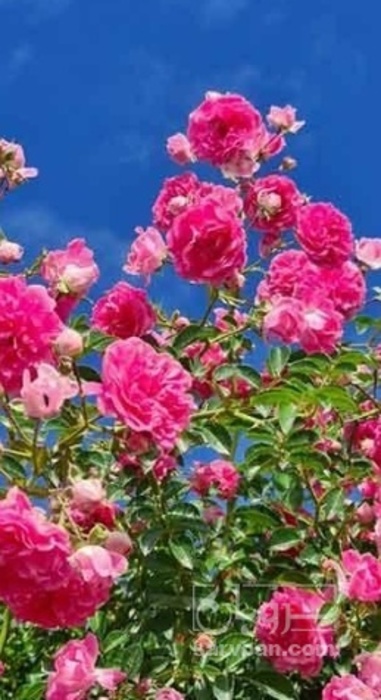 فروش گل محمدی (گیاه‌ دارویی)