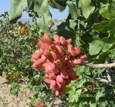 فروش پسته