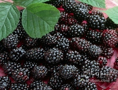 فروش توت درختی سیاه