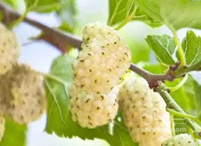 فروش توت درختی سفید