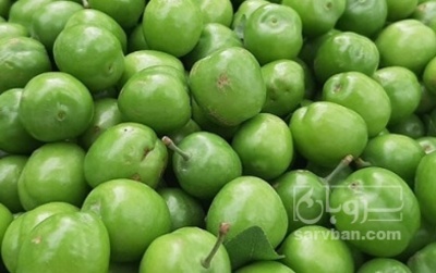 فروش گوجه سبز