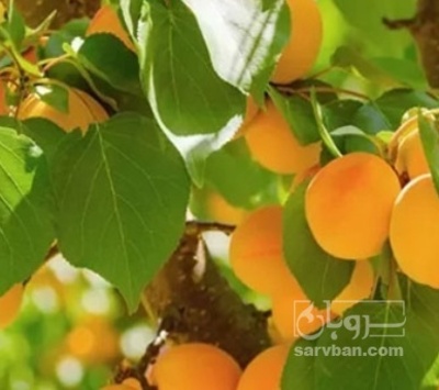 فروش زردآلو