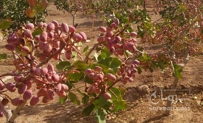 فروش پسته