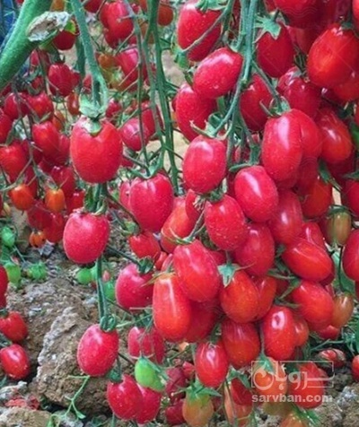 فروش گوجه فرنگی زیتونی