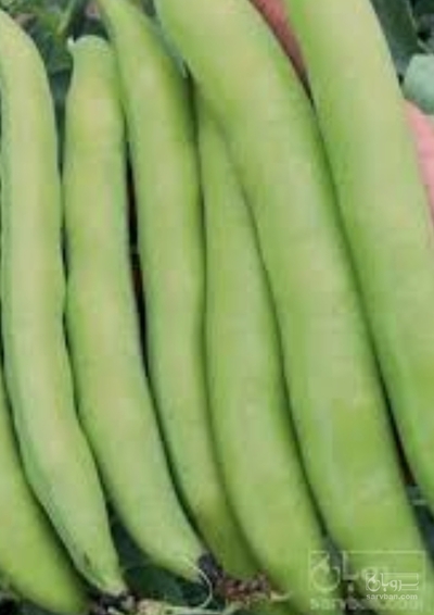 فروش باقلا تازه - باقالی - باقالا