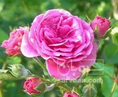 فروش گل محمدی (گیاه‌ دارویی)